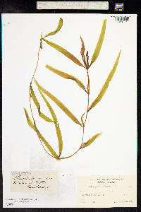 Potamogeton alpinus image