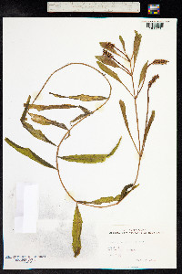 Potamogeton alpinus image