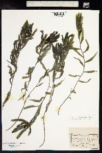 Potamogeton alpinus image