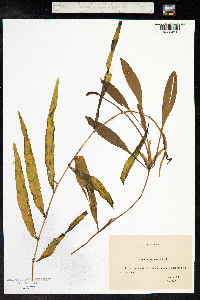 Potamogeton alpinus image