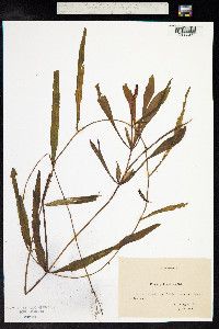Potamogeton alpinus image
