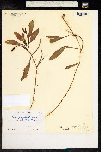 Potamogeton alpinus image
