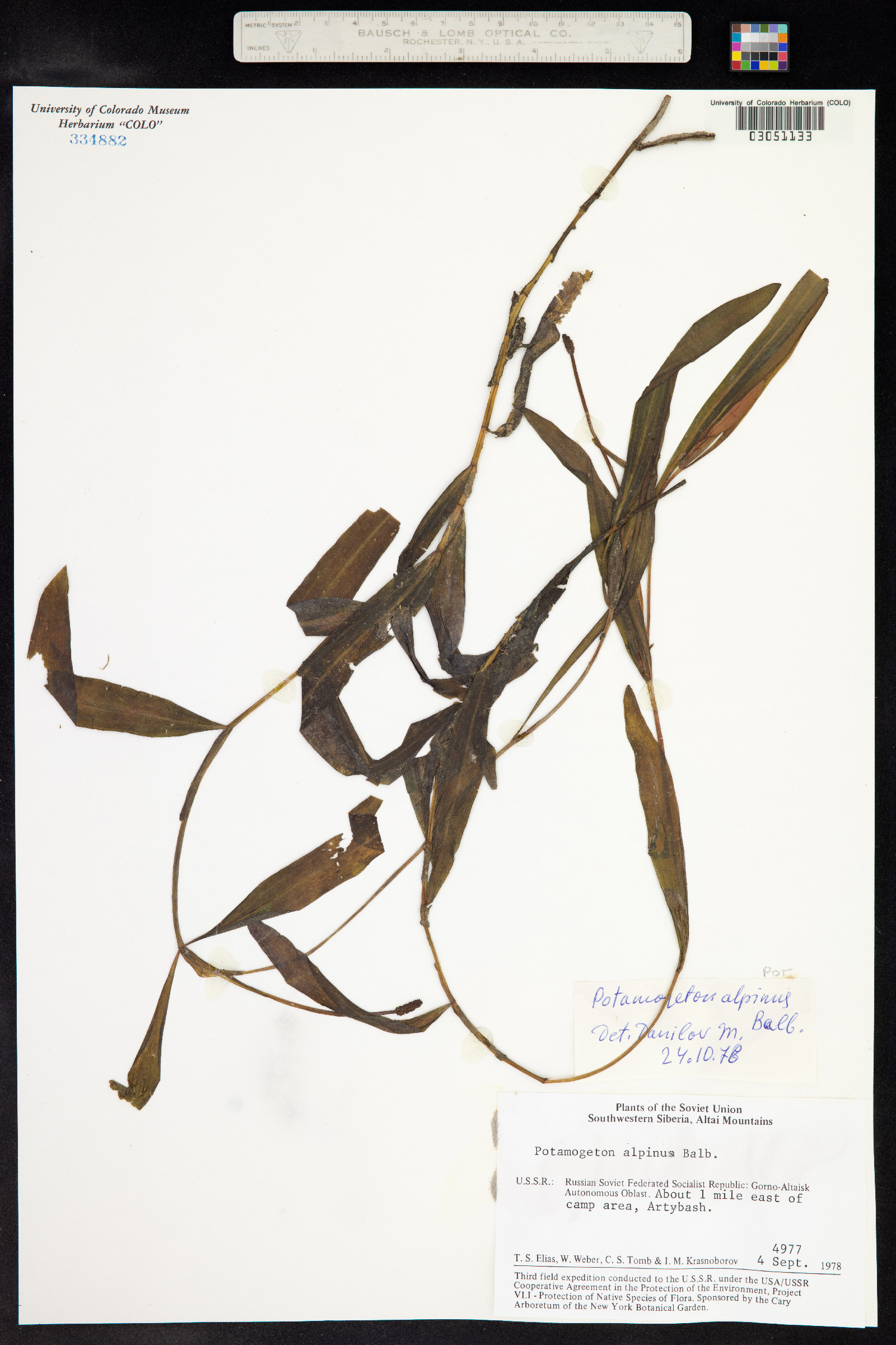 Potamogeton alpinus image