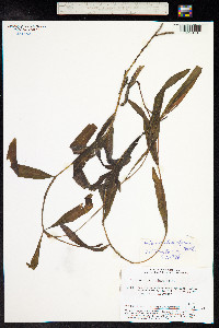 Potamogeton alpinus image