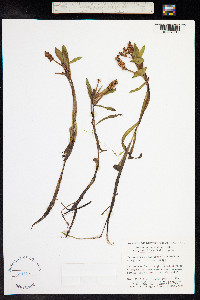 Potamogeton alpinus image