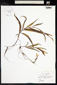 Potamogeton alpinus image