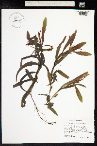 Potamogeton alpinus image