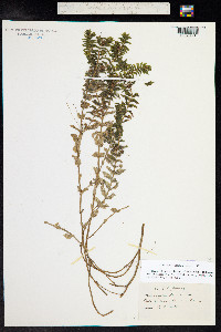 Groenlandia densa image