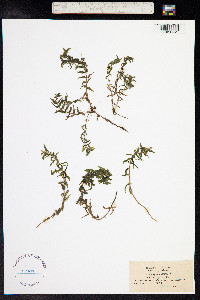 Groenlandia densa image