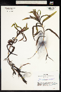 Potamogeton alpinus image