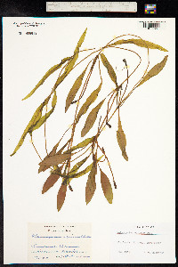 Potamogeton alpinus image