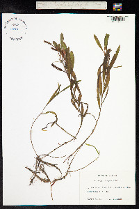 Potamogeton alpinus image