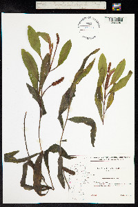 Potamogeton alpinus image