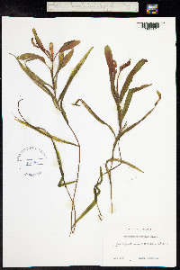 Potamogeton alpinus image