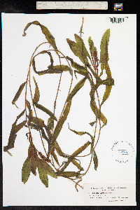 Potamogeton alpinus image