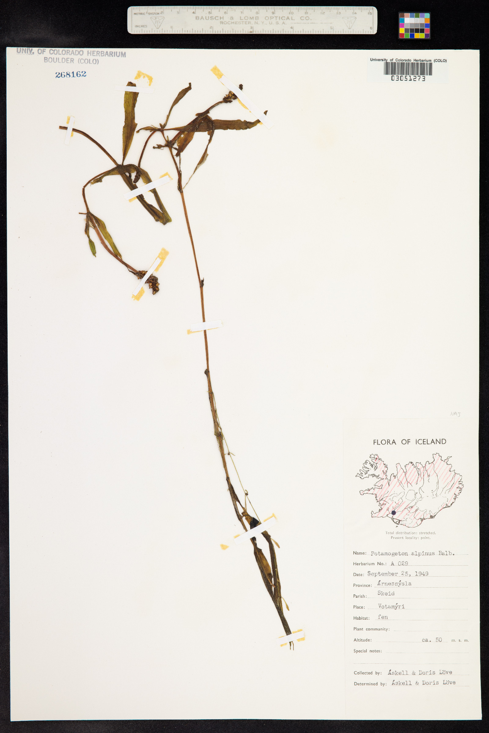 Potamogeton alpinus image