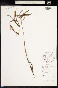 Potamogeton alpinus image