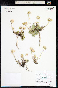 Ipomopsis congesta image