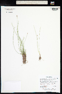 Eleocharis quinqueflora image