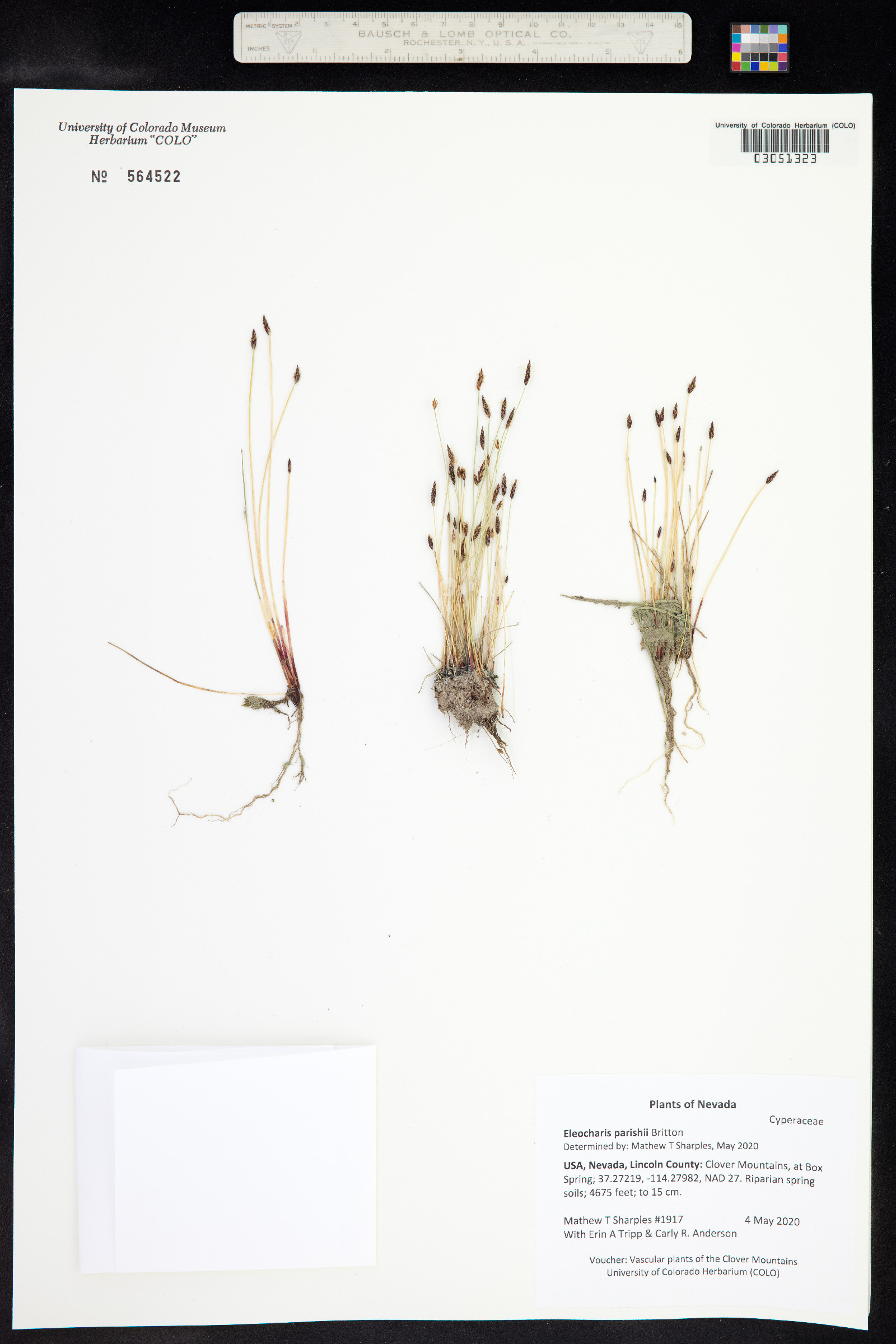 Eleocharis parishii image