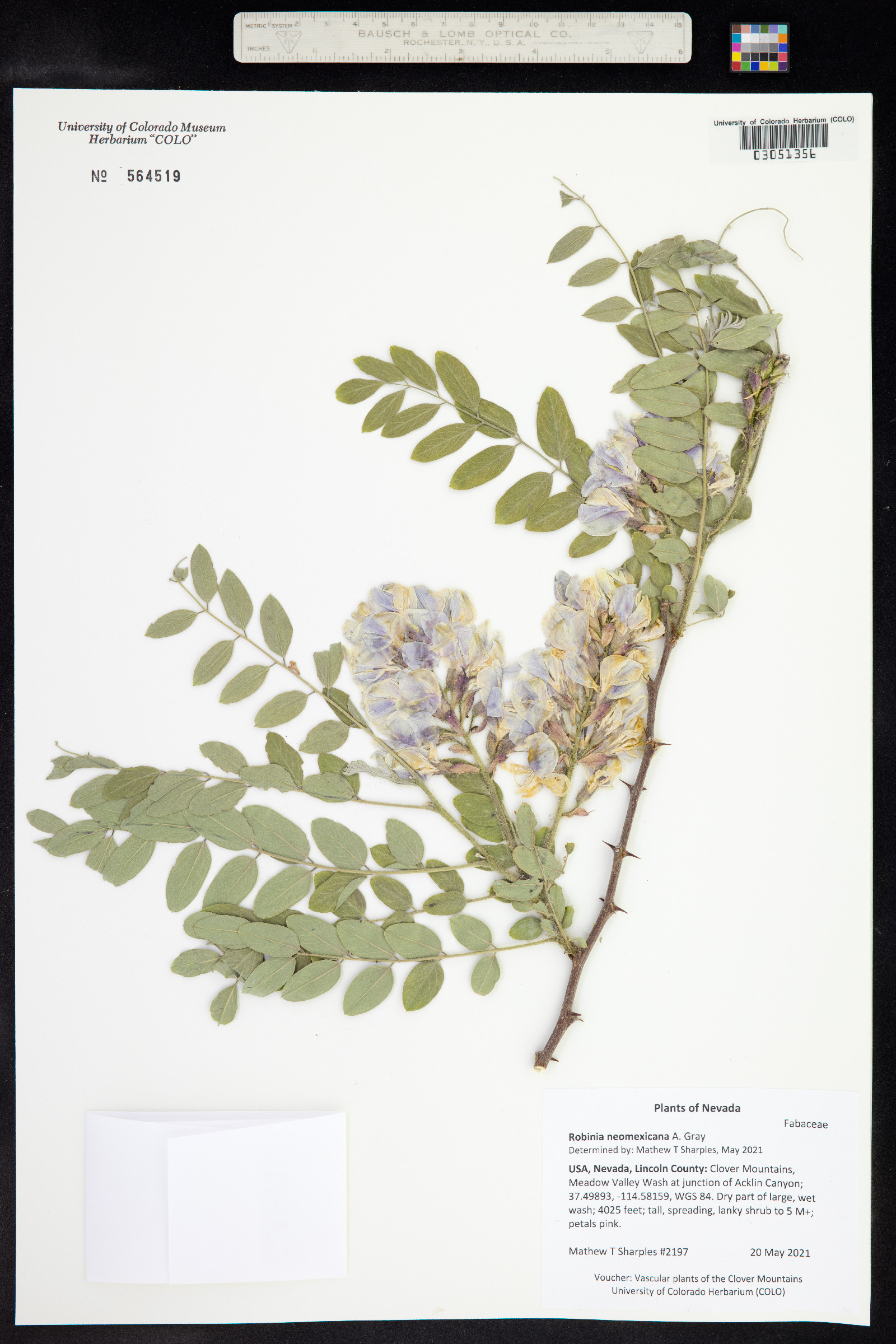 Robinia neomexicana image