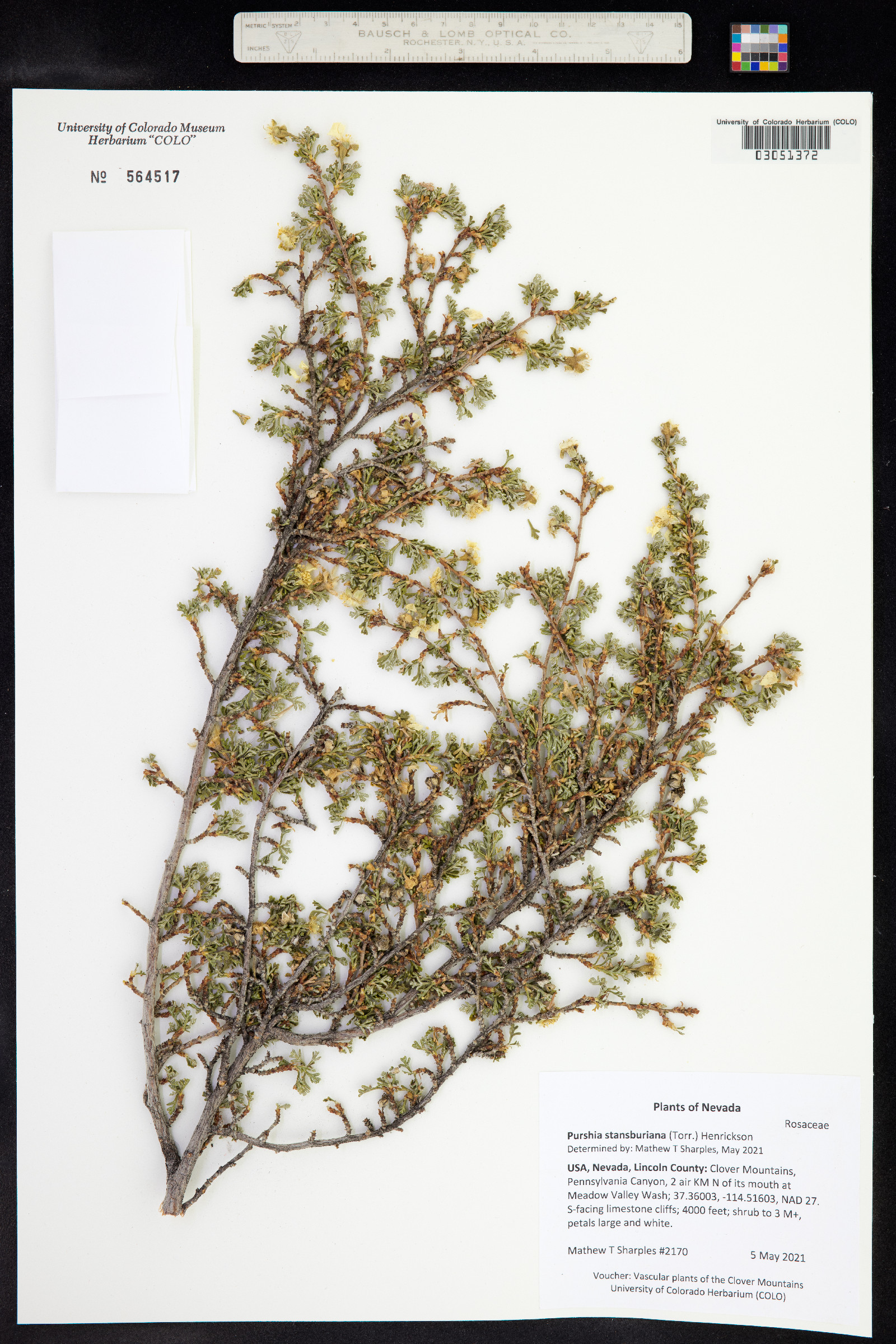 Purshia mexicana image