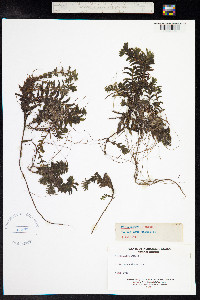 Groenlandia densa image