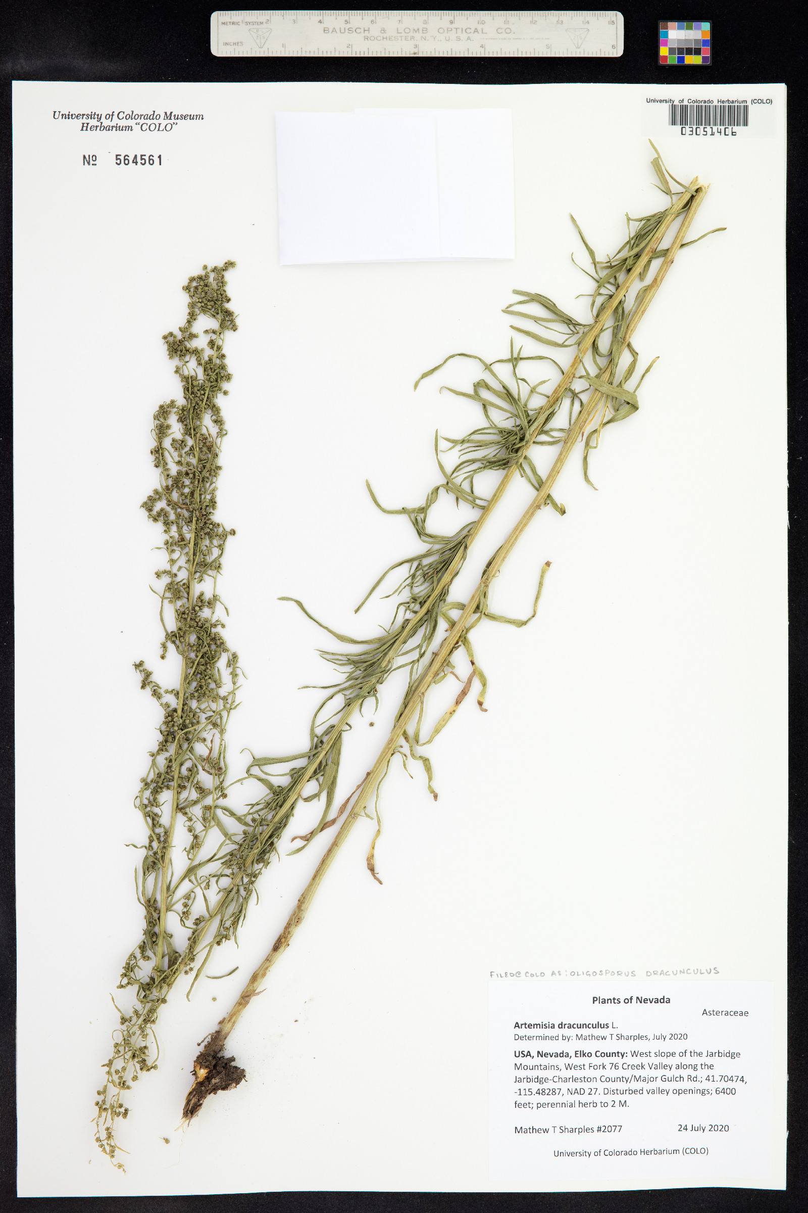 Artemisia dracunculus image