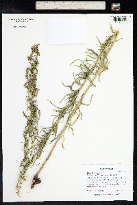 Artemisia dracunculus image