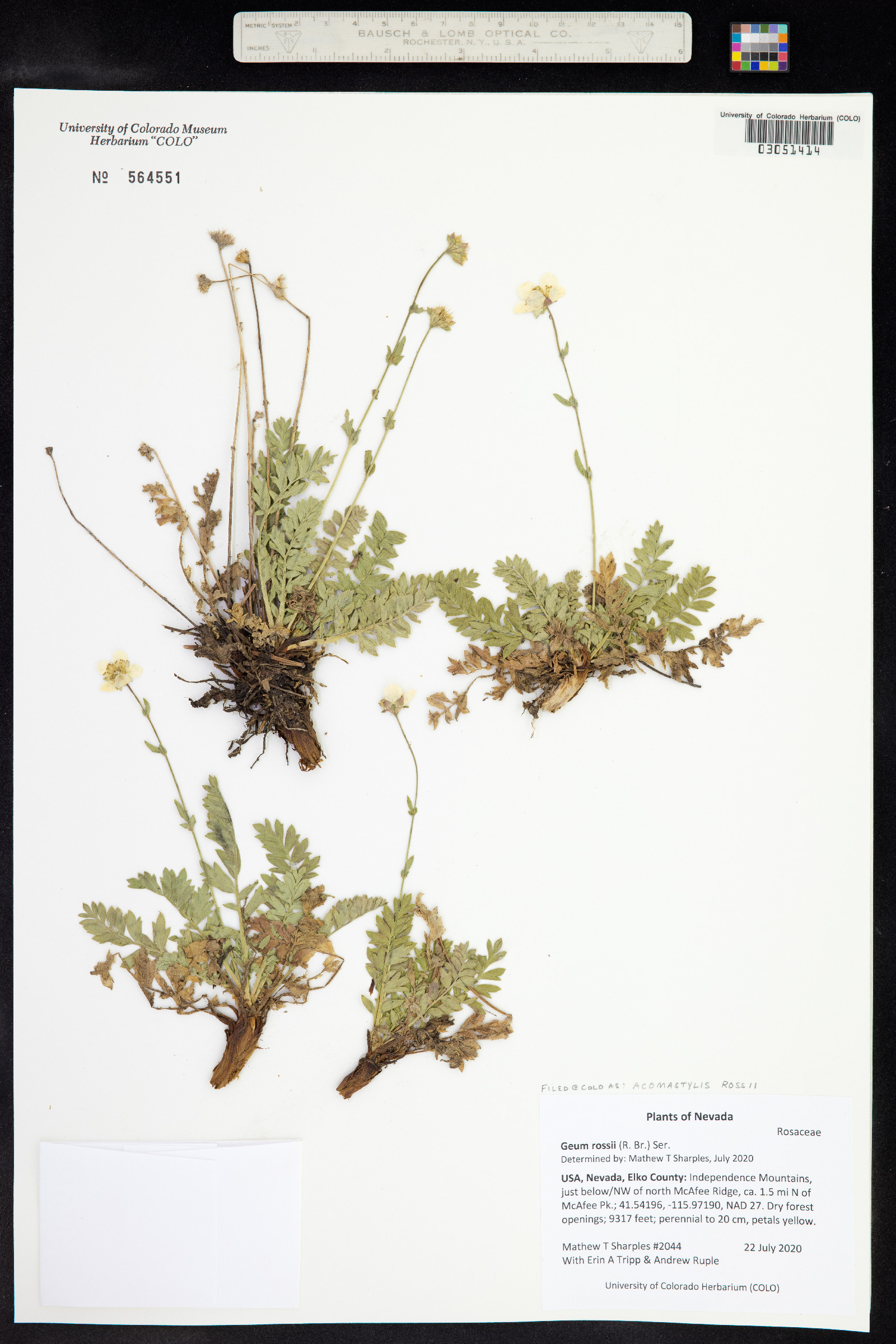 Geum rossii image