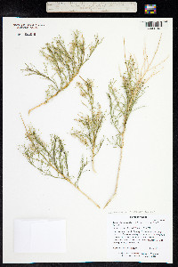 Ambrosia salsola image