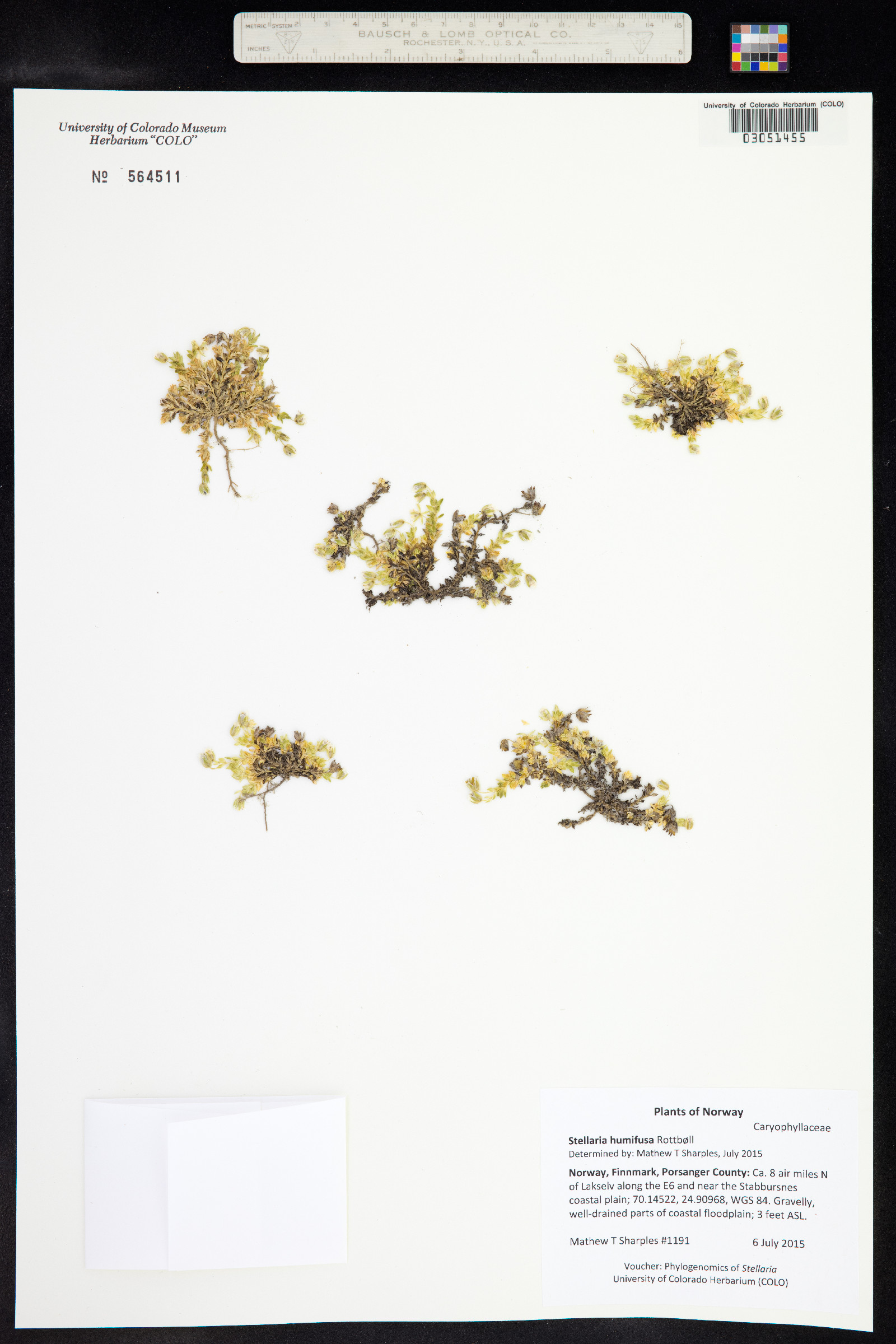 Stellaria humifusa image
