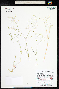 Stellaria graminea image