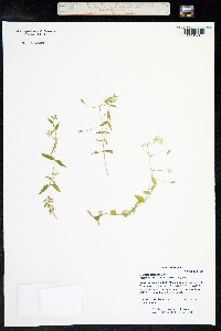 Stellaria patens image