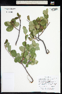 Amelanchier alnifolia image