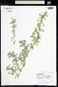 Amaranthus blitoides image