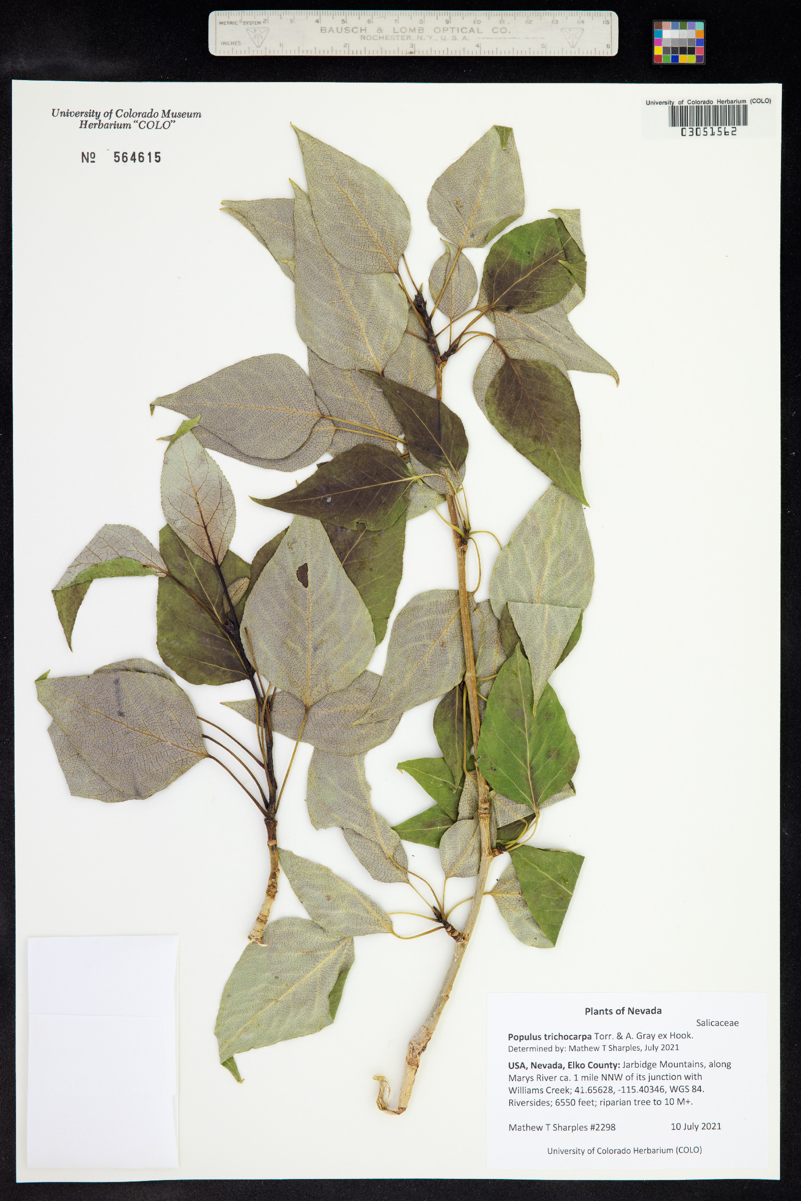 Populus trichocarpa image