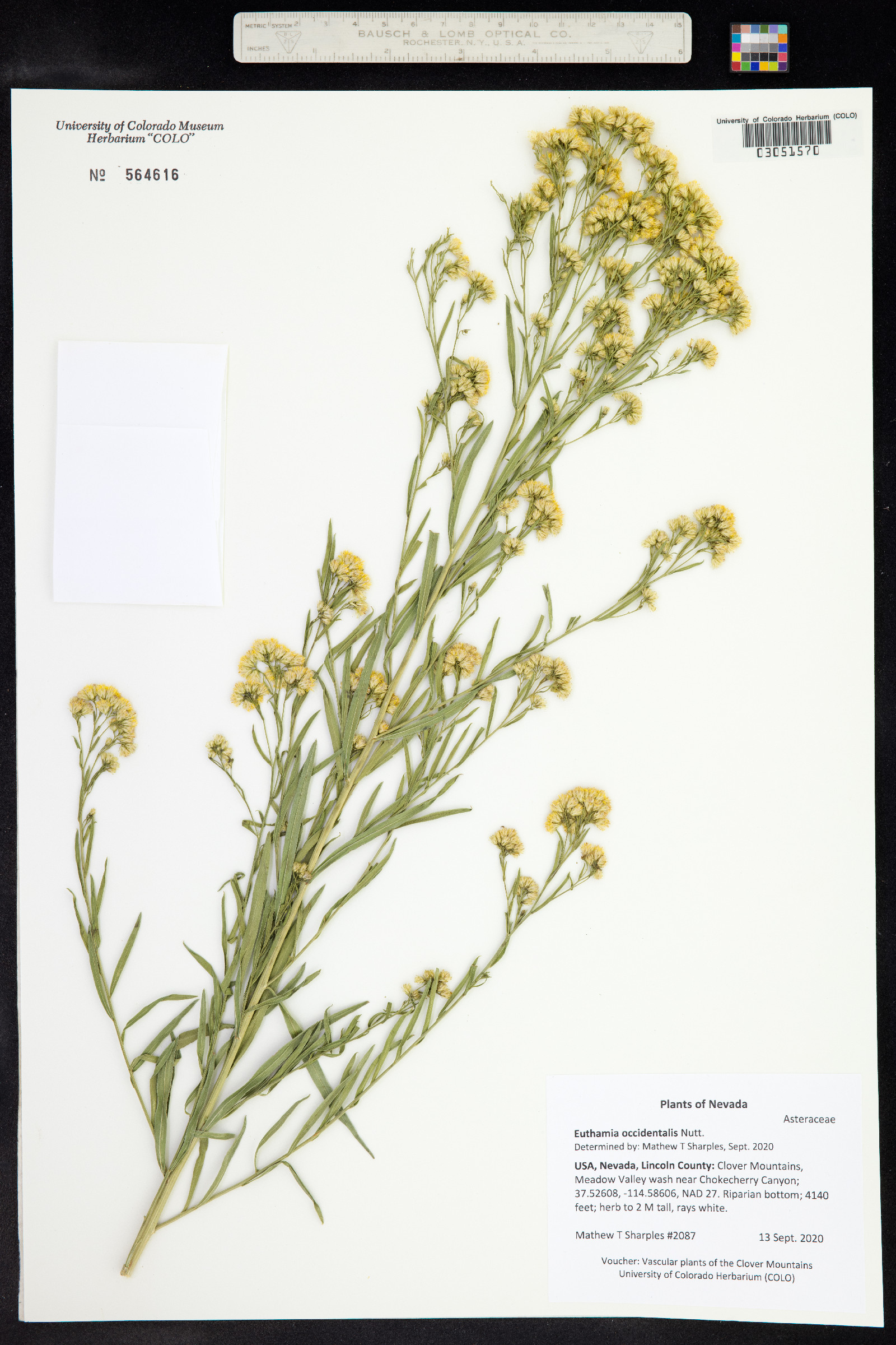 Euthamia image