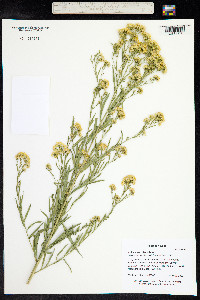 Euthamia occidentalis image