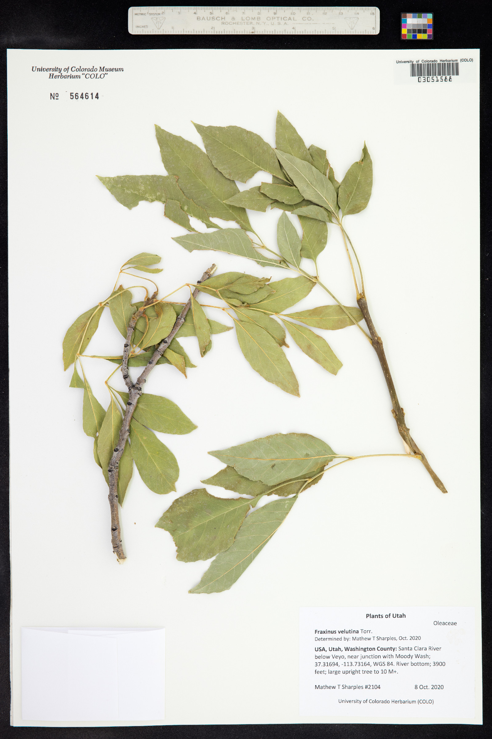 Fraxinus velutina image