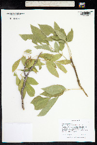 Fraxinus velutina image
