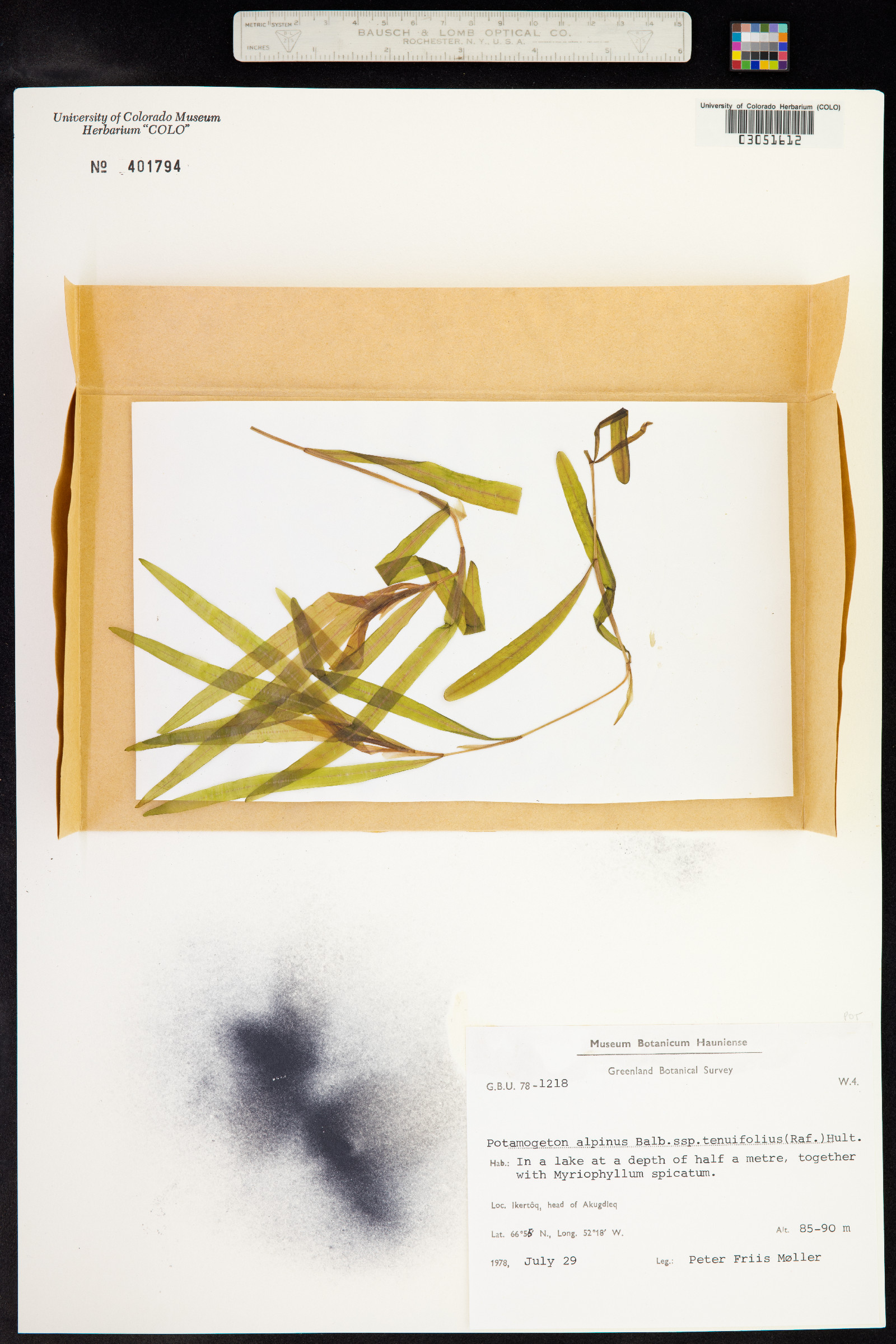 Potamogeton alpinus image