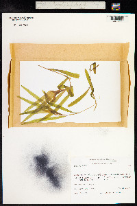 Potamogeton alpinus image