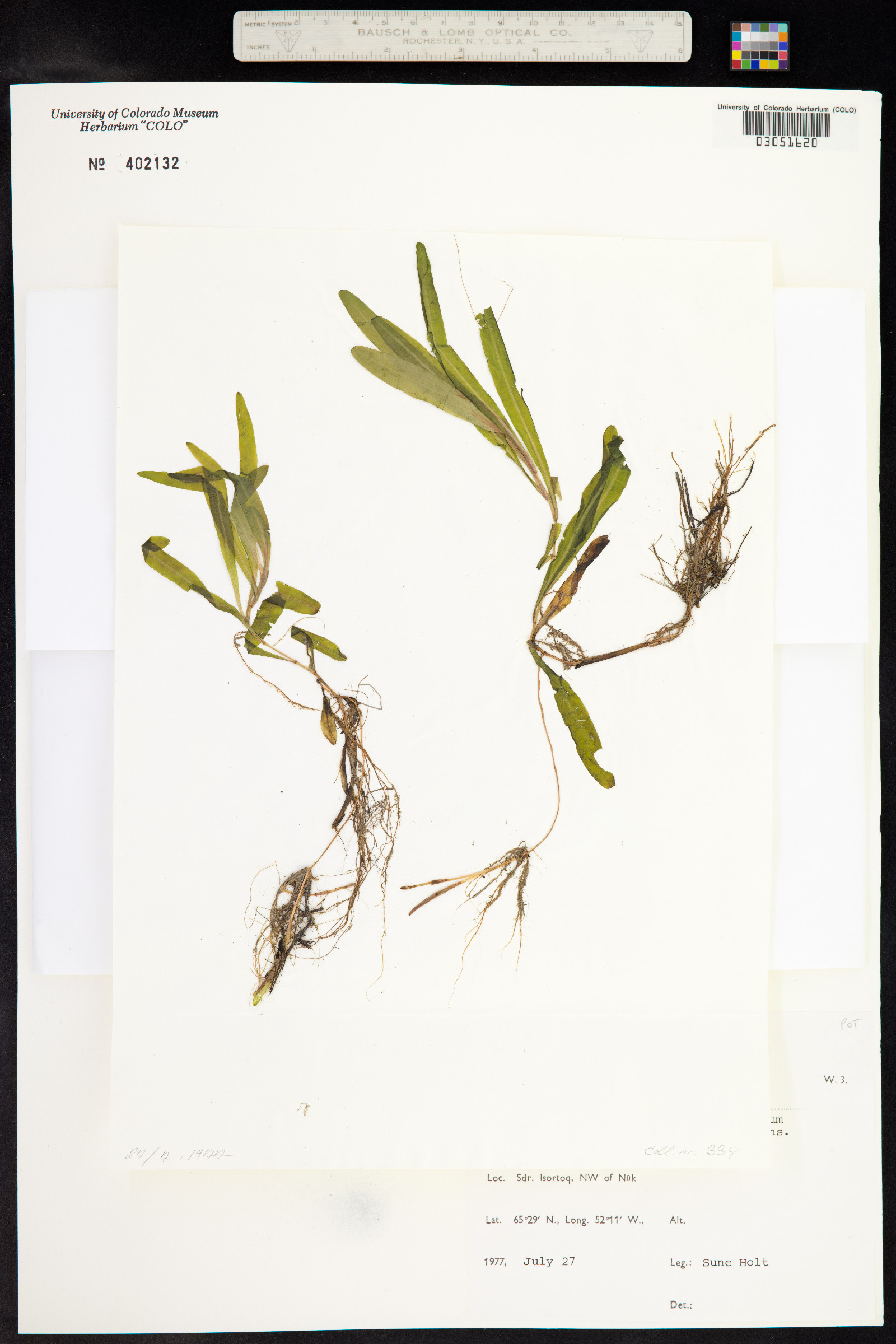 Potamogeton alpinus image