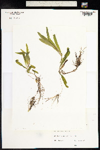 Potamogeton alpinus image