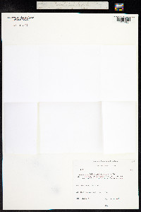 Potamogeton alpinus image