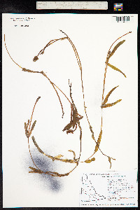 Potamogeton alpinus image