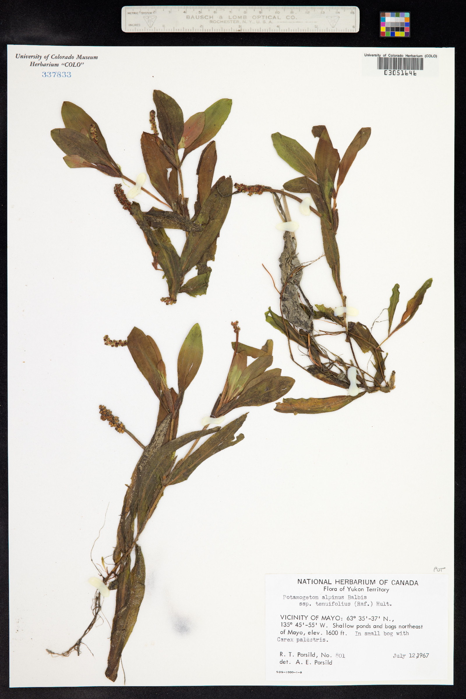Potamogeton alpinus image