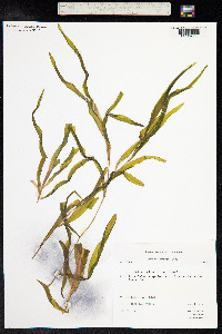 Potamogeton alpinus image
