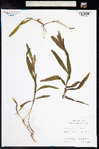 Potamogeton alpinus image